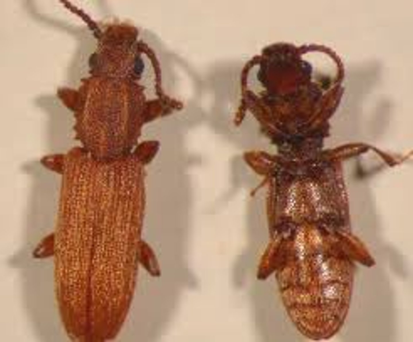 <p>Beetle Family.</p>