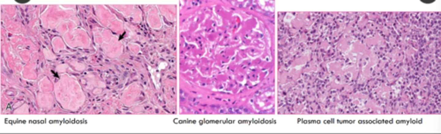 <p>extracellular</p><p>homogenous to indistinctly fibrillar, pale eosinophilic, acellular, glassy material</p>