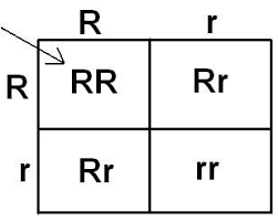 <p><span>a square diagram that is used to predict the genotypes of a particular cross or breeding experiment.</span></p>