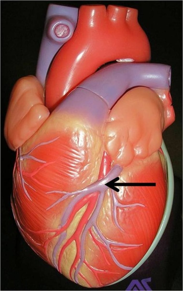 <p>runs alongside the anterior interventricular artery (LAD)</p>