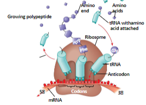 <p>Ribosome: composed of two rRNA (small and large) subunits and proteins; site of translation where mRNA, tRNA, and rRNA are present</p>