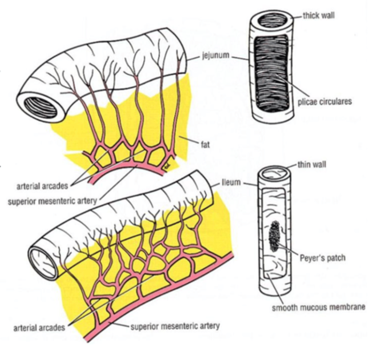 <p>Jejunum/ileum blood supply</p>