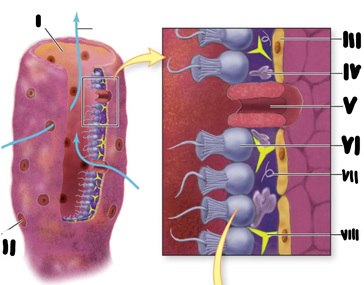 <p>i osculum</p><p>ii ostium</p><p>iii ephiteliale wand</p><p>iv amoebocyte</p><p>v ostium</p><p>vi choanocyte</p><p>vii spongine vezel</p><p>viii spicula</p>