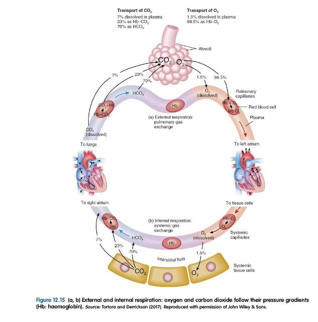 <p>Respiration Summary</p>