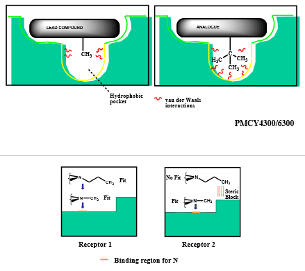 <p>vary <strong>length and bulk of group</strong> to either increase binding interactions and selectivity</p>