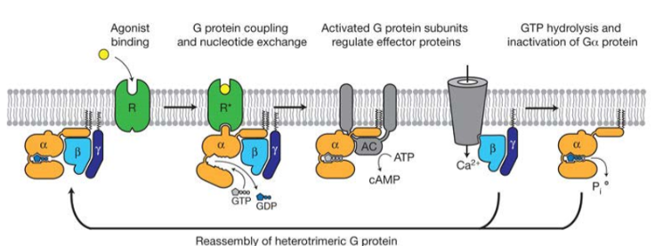 <p>agonist binds to receptors causing a conformational change allowing it to bind with the heterotrimetric G proteins</p><p>causes G protein to open and GTP binds to alpha subunit displacing GDP</p><p>G protein dissociated with receptor and alpha subunit separates from beta and gamma</p><p>subunits interact with other effectors initiating a biological response</p><p>alpha subunit hydrolyses GTP to GDP……</p>