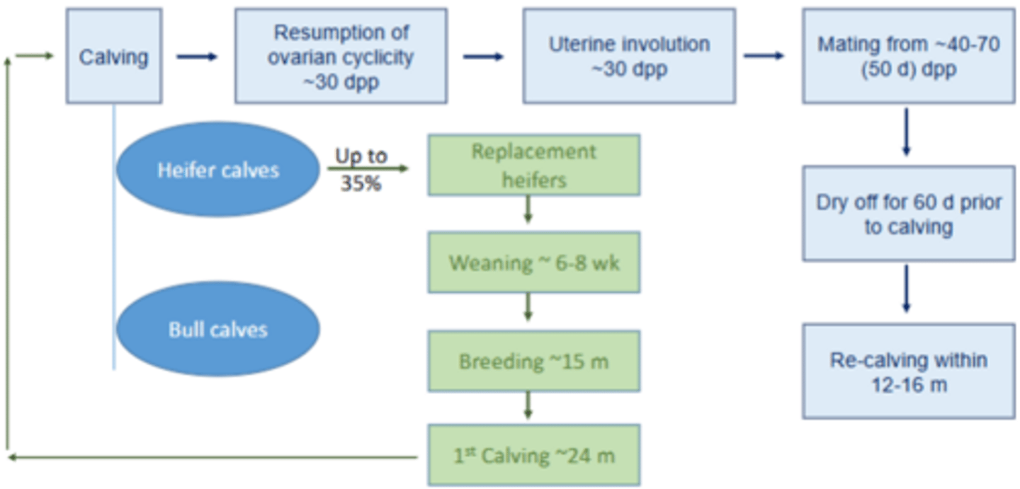 <p>Traditional measures of fertility;</p><p>- Calving interval 365 d</p><p>- Calving to breeding interval 50 d</p><p>- Calving to conception interval 70 d</p>