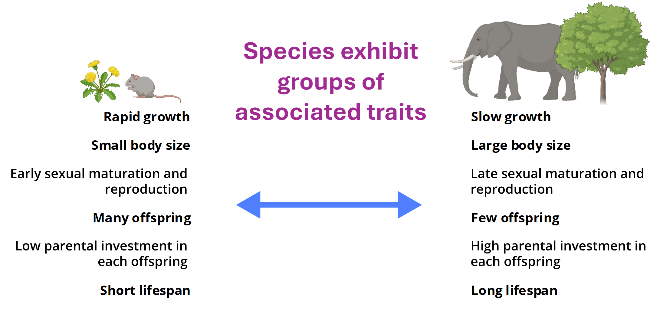 <ul><li><p><span><span>The sequence of life events involving growth and reproduction—essentially, how species allocate energy and other resources to survival and reproduction</span></span></p></li><li><p><span><span>Allocating resources is about growth OR reproduction OR defense OR maintenance</span></span></p></li><li><p><span><span>Every individual has a limited amount of time and energy to devote to the activities that are required to stay alive and reproduce → trade off!</span></span></p></li></ul><p></p>