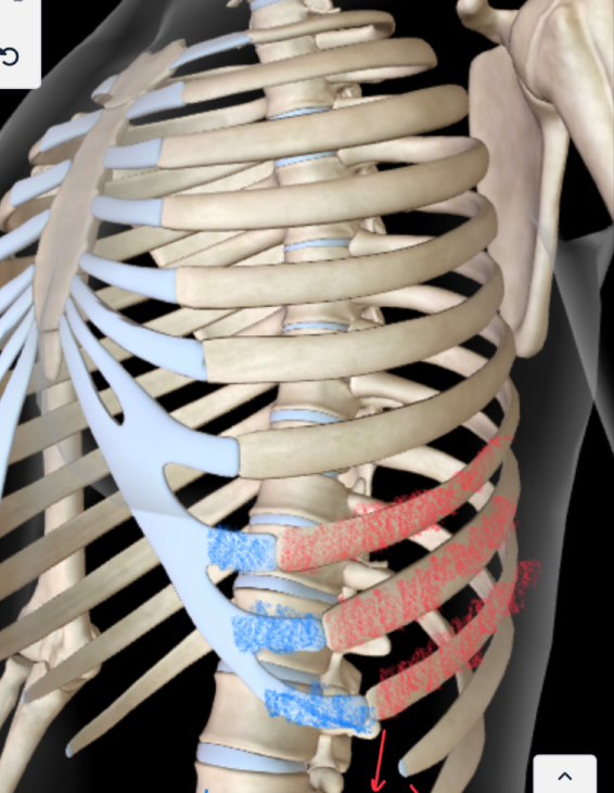 <ul><li><p>These ribs are <strong>NOT DIRECTLY ATTACHED TO THE STERNUM </strong></p><ul><li><p>They’re not individually attached unlike the true rubs </p></li></ul></li></ul><p></p>
