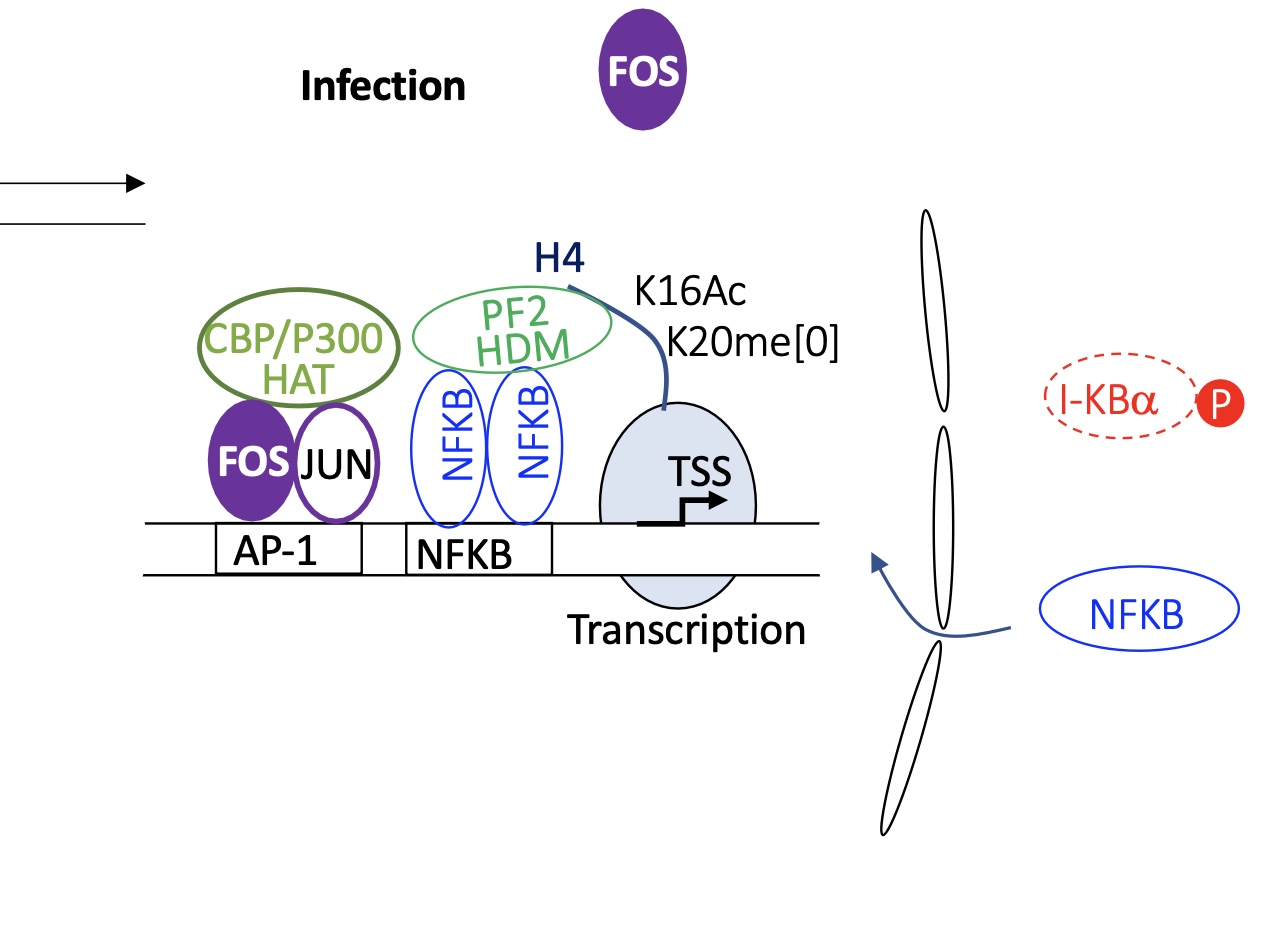 <p>infected :&nbsp;</p><ul><li><p>FOS-JUN dimer binds to AP1&nbsp;</p><ul><li><p>recruitment of HAT Histone Acetylase transferase proteins&nbsp;</p></li></ul></li><li><p>IKBa is phosphorylated chi liberates it from interaction w/ NFKB</p></li><li><p>NFKB is free In the cytoplasm and translocates into nucleus to bind to its BS</p><ul><li><p>recruits histone de-methylase</p></li></ul></li><li><p>euchromatin —&gt; chromatin open </p></li></ul><p>transcription of immune response genes takes pace&nbsp;</p><p></p>
