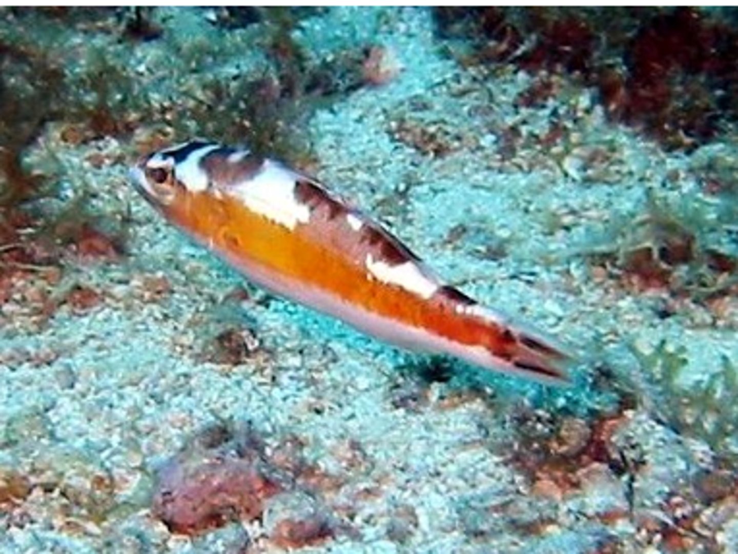 knowt flashcard image