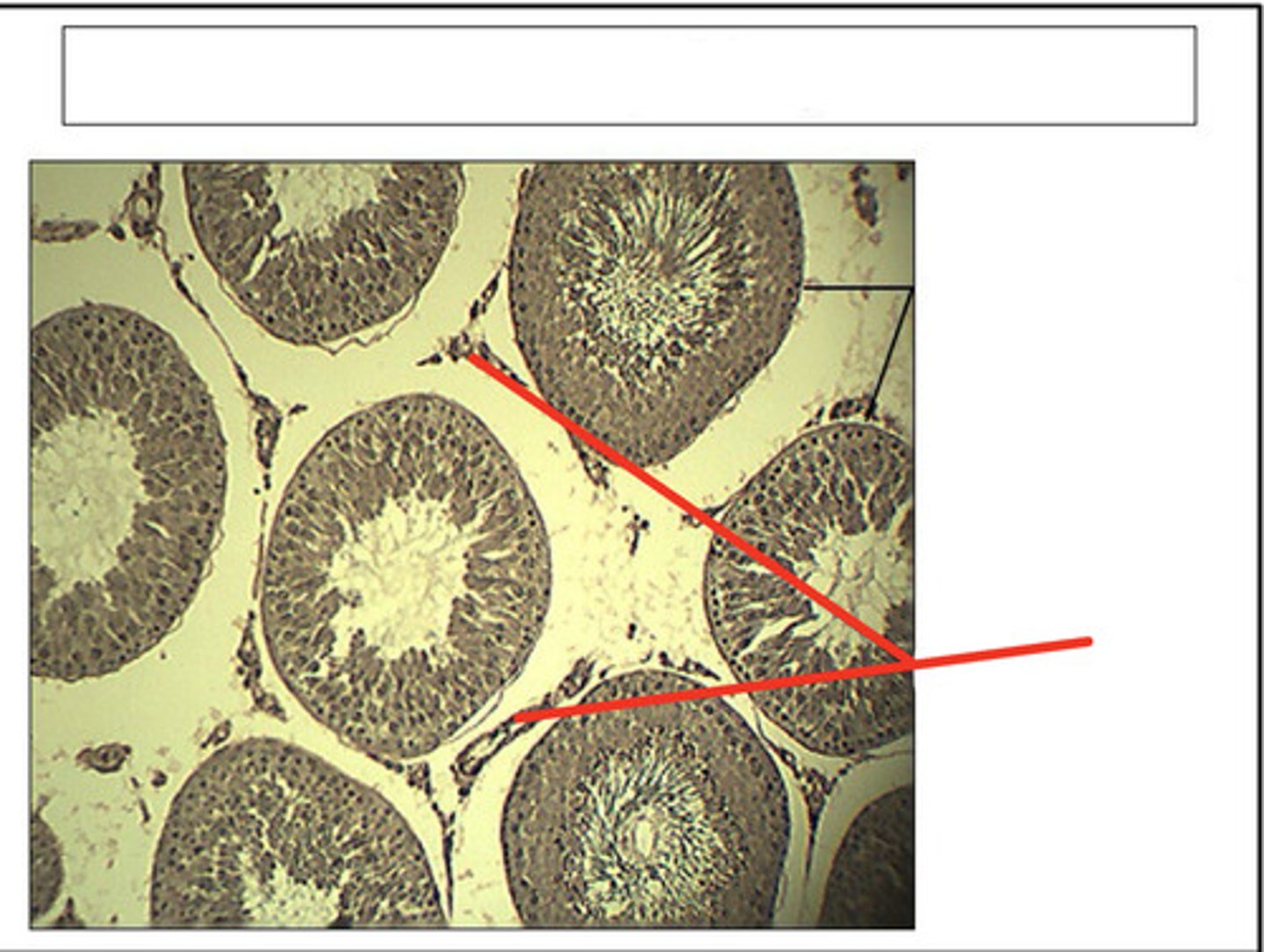 <p>identify this cell type and organ</p>