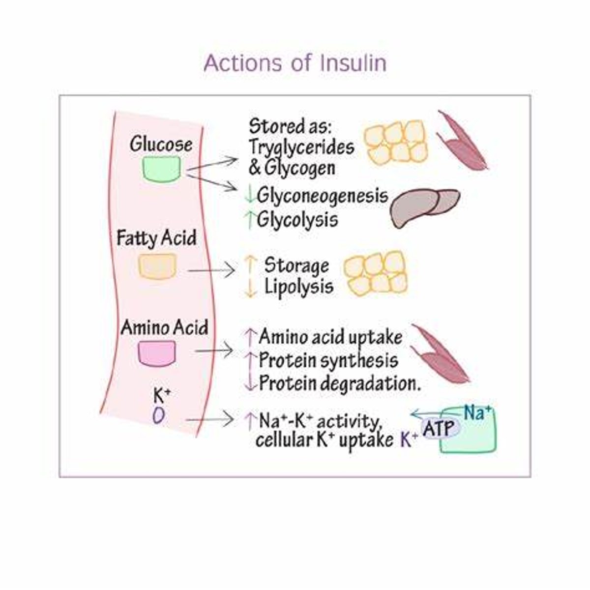 <p>- cellular uptake of glucose</p><p>- promotes storage formation (glycogen synthesis, triglyceride synthesis, protein synthesis) (need to store glucose in hepatocytes) => prevents glycogen & fat lysis (in order to 1st use glucose) & protein lysis (to preserve tissues)</p><p>- amino acid cellular uptake; triglyceride adipose cell uptake</p>
