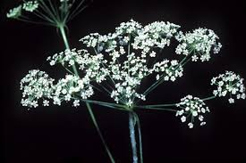 <p><em>Oxypolis rigidior</em> (Cowbane) Characteristics</p>