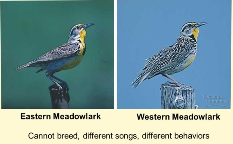 <p>Classifies organisms into species based on their morphology</p><p><span style="background-color: transparent;"><span>Advantages:</span></span></p><ul><li><p><span style="background-color: transparent;"><span>No knowledge of genetics is necessary</span></span></p></li><li><p><span style="background-color: transparent;"><span>Equally applicable to sexual, asexual, and fossil species</span></span></p></li></ul><p><br></p><p><span style="background-color: transparent;"><span>Disadvantages:</span></span></p><ul><li><p><span style="background-color: transparent;"><span>A single polymorphic species may be split into two species</span></span></p></li><li><p><span style="background-color: transparent;"><span>cannot identify cryptic species that differ in non-morphological traits&nbsp;</span></span></p></li></ul><p><span style="background-color: transparent;"><span>subjective</span></span></p><p><br></p>