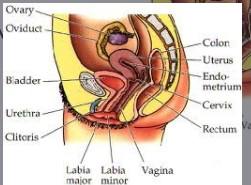 <p>Female Reproductive System</p>