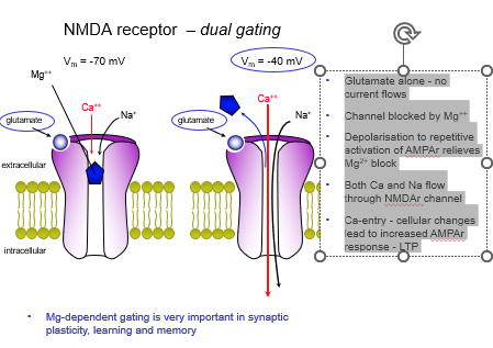 <p><strong>:</strong> <strong>Calcium (Ca²⁺)</strong> and <strong>sodium (Na⁺)</strong> flow in.</p>