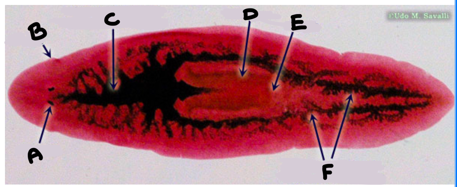 <p>What part of the planaria is labeled E</p>
