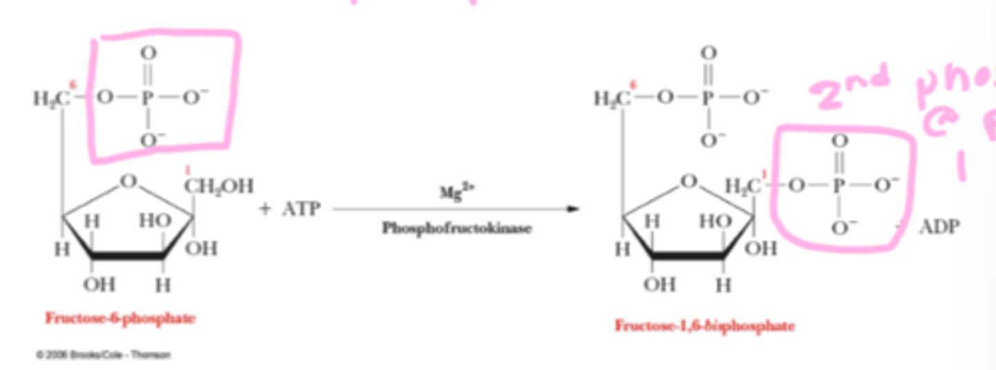 <p>F6P is phosphorylated to give fructose-1,6-biphosphate</p>