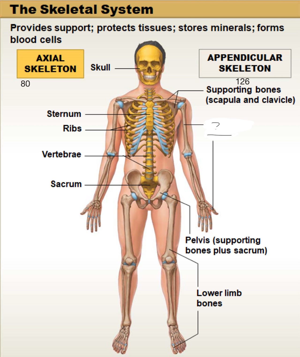 <p>appendicular skeleton</p>