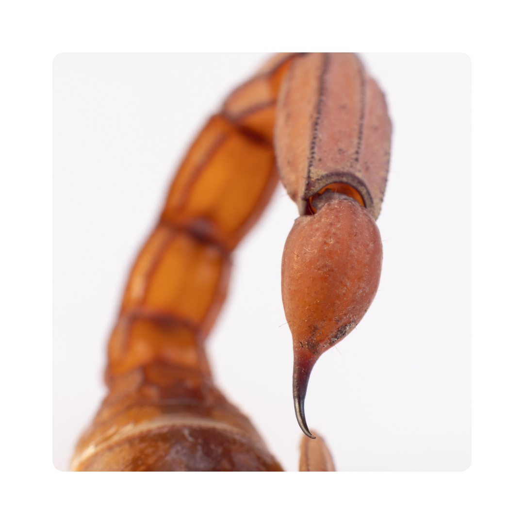 <p><span>Some wasps have a </span><strong>stinger</strong><span> to protect themselves.</span></p>