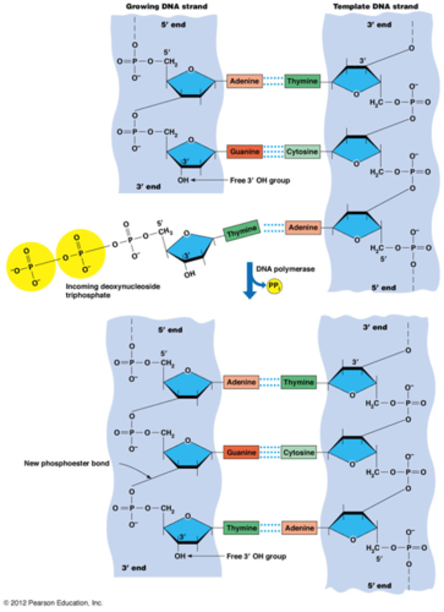 <p>DNA polymerase verlengt een DNA streng aan het 3’ OH uiteinde (start bij een RNA primer)</p><p>Het heeft dNTP's (deoxynucleoside trifosfaat) als substraat</p><p>DNA synthese is gekoppeld aan de hydrolyse/breking van 2 fosfoanhybride bindingen (1 waarbij PPi vrijkomt en 1 van de splitsing van PPi)</p><p>katalyseert de vorming van fosfo-diesterbinding*</p><p>*Een fosfodiesterbinding verbindt een fosfaatgroep met twee moleculen via zuurstofatomen.</p>