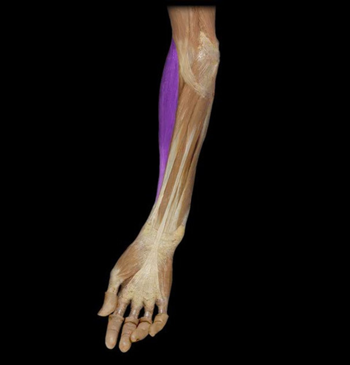 <p>Lateral supracondylar ridge</p><p>Distal radius</p>