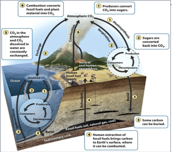<p>Carbon cycle</p>