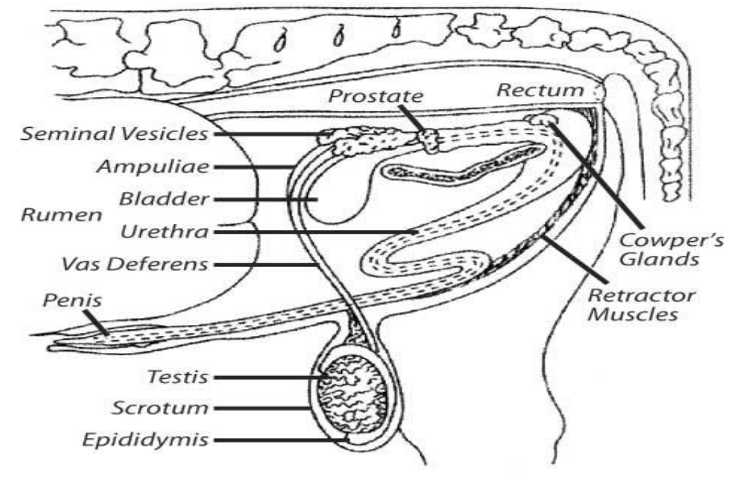 <p>Reproductive tract of the bull </p>