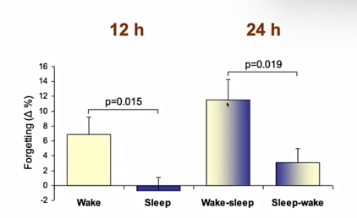 <p>Training on episodic memory task > face location binding</p><p>- Test of immediate recall</p><p>- Test of delayed recall (no feedback) at 12h and 24h retention</p><p>interval</p><p></p><p>niet slaap,waak maar ging ook om volgorde </p><ul><li><p>slaap » waak</p></li><li><p>waak » slaap </p></li></ul><p></p><p>resultaten </p><p>waak + slaap heel veel vergeten</p><p>slaap + waak veel minder vergeten </p><p>bevestigd consolidatie rol van slaap ook voor episodisch geheugen</p><p></p>