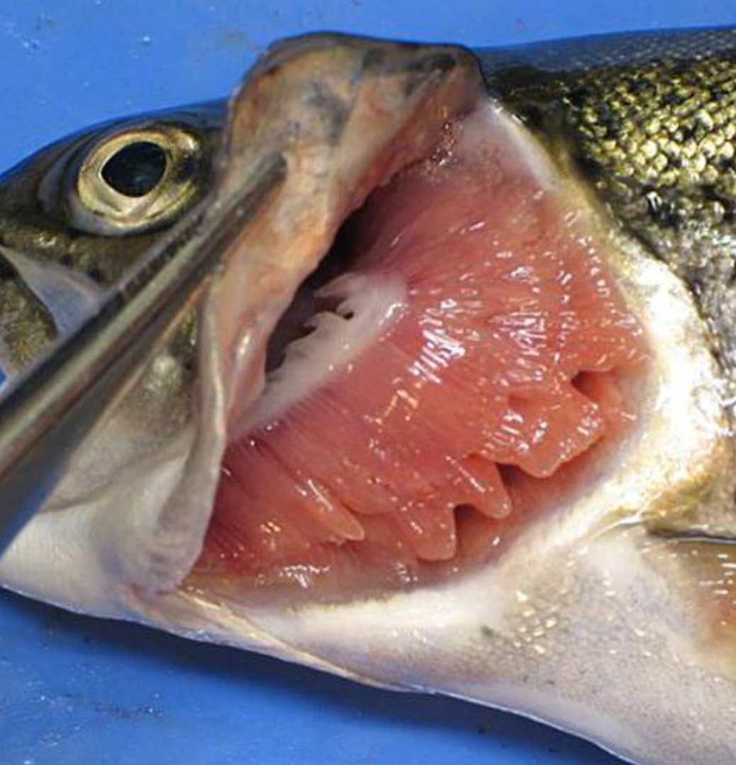 <ul><li><p>Water passes <span style="color: red;"><mark data-color="yellow" style="background-color: yellow; color: inherit;">through the mouth + over gills </mark></span></p></li><li><p>Oxygen diffuses into blood </p></li><li><p>Carbon dioxide diffuses into water </p></li><li><p>Water passes <span style="color: red;"><mark data-color="yellow" style="background-color: yellow; color: inherit;">out of the Operculum </mark></span></p></li></ul><p></p>