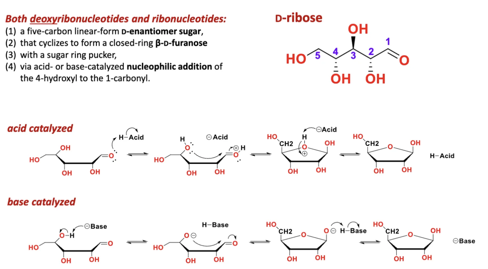 <p><span style="color: rgb(0, 0, 0);"><mark data-color="#fffbfb" style="background-color: rgb(255, 251, 251); color: inherit;">nucleophilic addition of the 4-hydroxyl to the 1 carbonyl</mark></span></p><p>cyclization determines alpha or beta position of the sugar</p><p>because the attack came from underneath the OH group is displaced up</p>