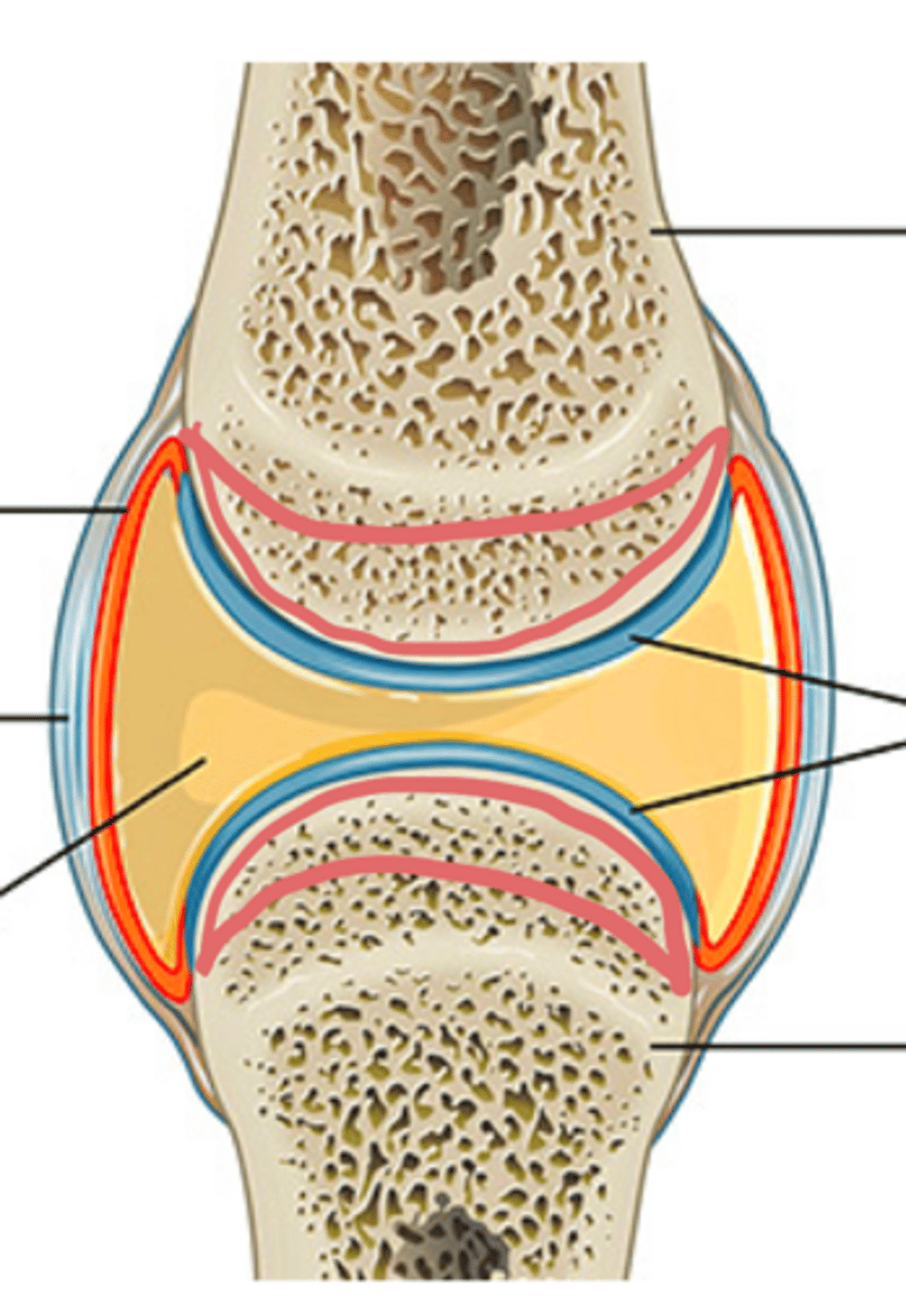 <p>Identify the light blue region of the joint?</p>
