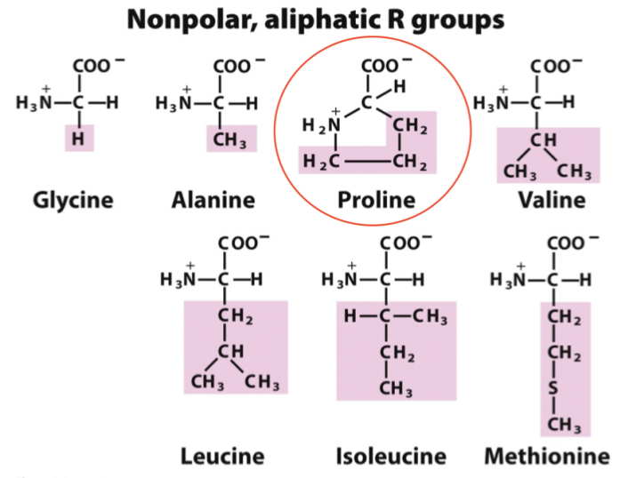 <p>Deras R-grupp består endast av <strong>kolväten</strong>. Undantag är <strong>metionin</strong> som har en svavelgrupp - men den förblir oladdade. Det är följande aminosyror:</p><p></p><ul><li><p>Glycin</p></li><li><p>Alanin</p></li><li><p>Proline</p></li><li><p>Valin</p></li><li><p>Leucin</p></li><li><p>Isoleucin</p></li><li><p>Metionin</p></li></ul><p>Glada albatrosser provar meth, isen luktade valium. </p>