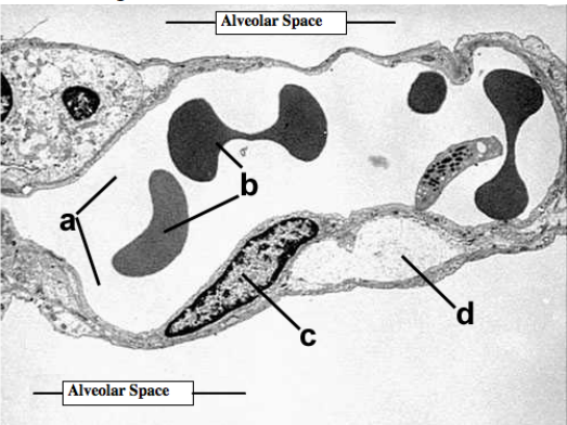 <p>a. dentify space</p><p>b. Identify structures</p><p>c. Identify structure</p><p>d. Identify space</p>