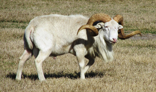<p>Texas Dahl</p>