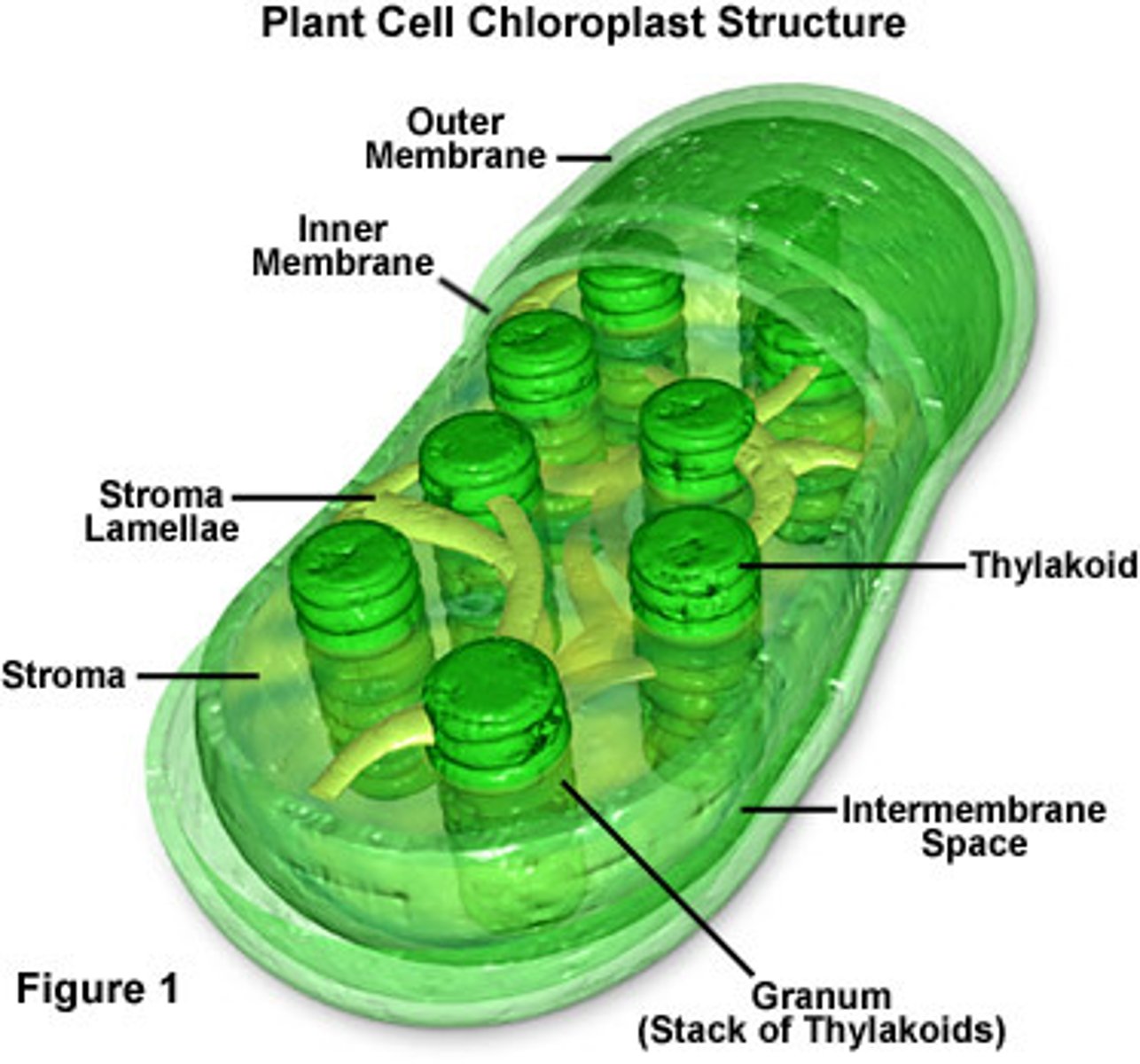 <p>Where photosynthesis occurs; in plant cells only</p>