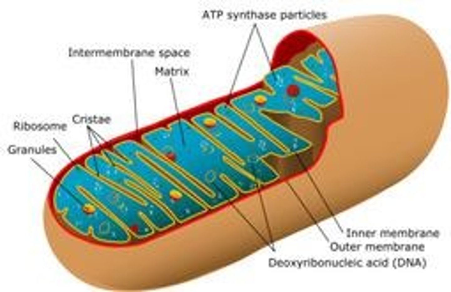 <p>Double membrane with inner membrane folded into cristae and a fluid-filled center called the matrix.</p>