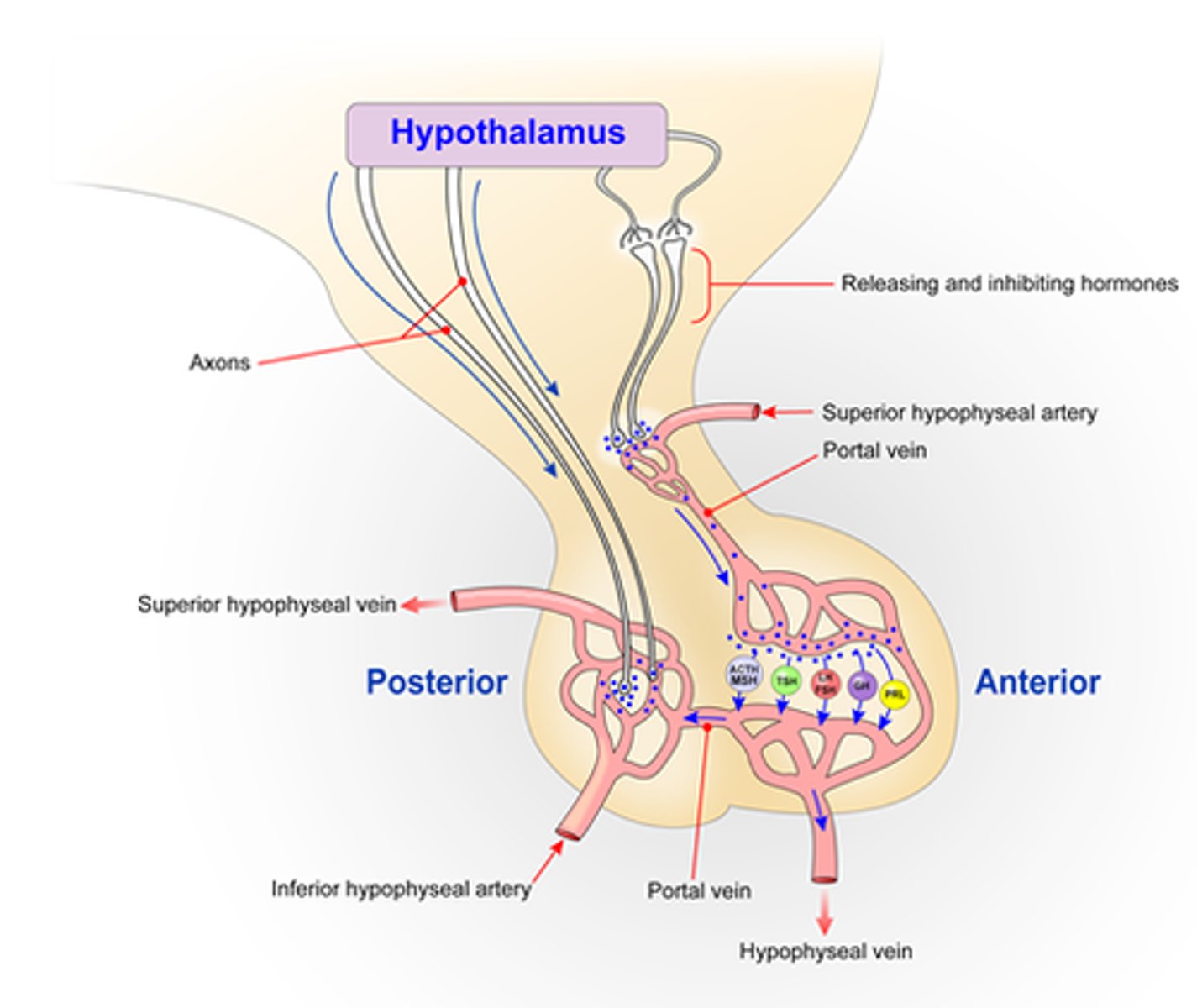 <p>anterior pituitary- adrenohypophysis, controlled indirectly by hypothalamus with tropic hormones, makes and secretes FLAT PeG</p><p>1. FSH, LH for testosterone/estrogen</p><p>2. ACTH for adrenal cortex (cortisol, aldosterone)</p><p>3. TSH for thyroid gland, stimulate metabolism</p><p>4. prolactin for milk</p><p>5. endorphins</p><p>6. growth hormone, stimulate growth</p><p>capillary cells, hormone making cells, uses portal veins</p><p>posterior pituitary- neurohypophysis, composed of neurons from hypothalamus that directly release hormones, stores and releases oxytocin and ADH (vasopressin)</p><p>neuroendocrine cells- neurons that release hormones, action potential travels down cell</p>