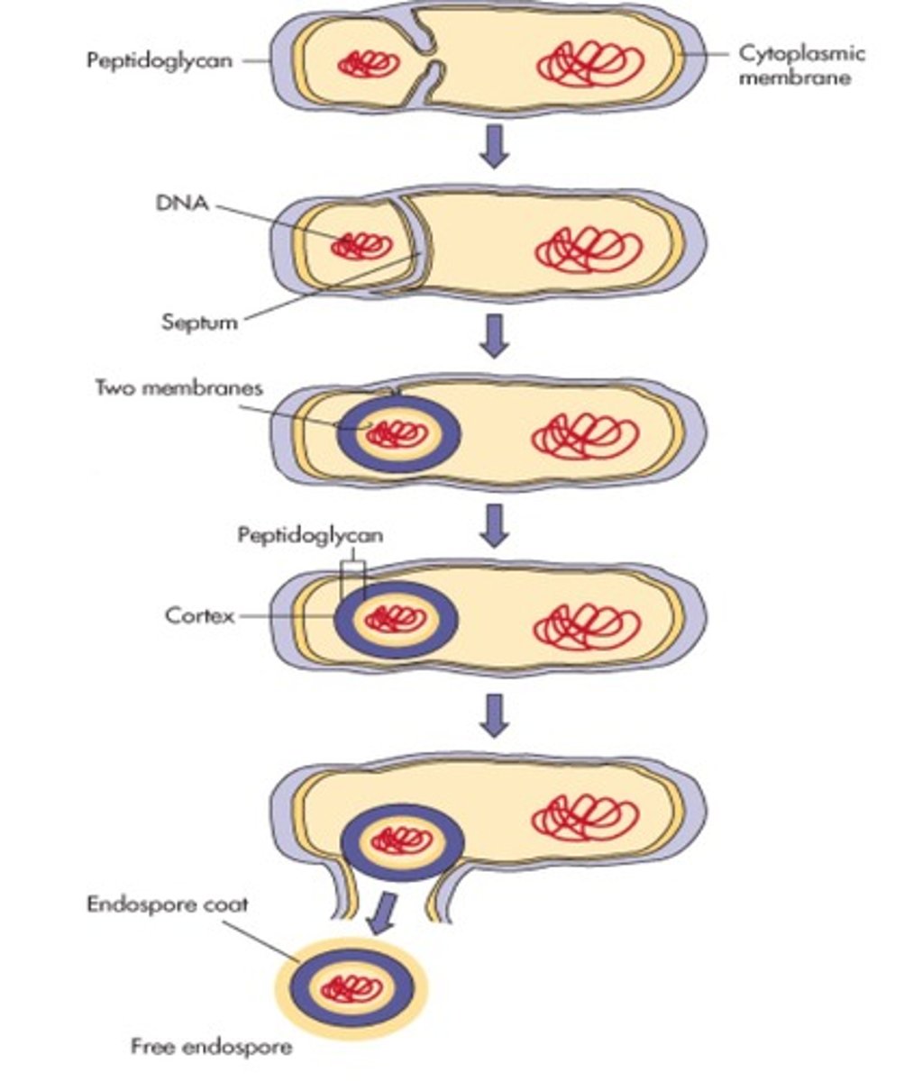 <p>Dormant stage produced predominantly by Gram + bacteria in stressful environments, resistant to heat and disinfectants, dipicolinic acid stabilizes DNA and keratin coating protects -- produced by Bacillus anthracis and Clostridium tetani</p>