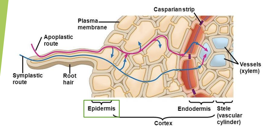 <ul><li><p>trichoblasts</p></li><li><p>atrichoblasts</p></li></ul><p>→ for ion uptake</p><ul><li><p>root hair increasing SA</p></li></ul><p></p>