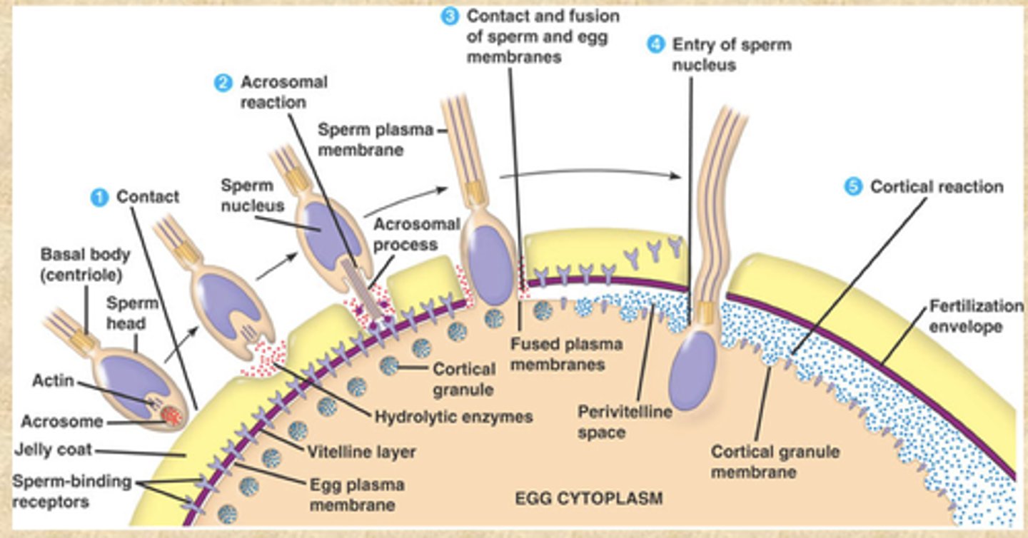 <p>Recognition of sperm and egg</p><p>Activation of sperm: capacitation, acrosome reaction</p><p>Plasma membrane fusion</p><p>Further entry of sperm is blocked</p><p>Activation of oocyte</p><p>Fusion of oocyte and sperm nucleus</p>
