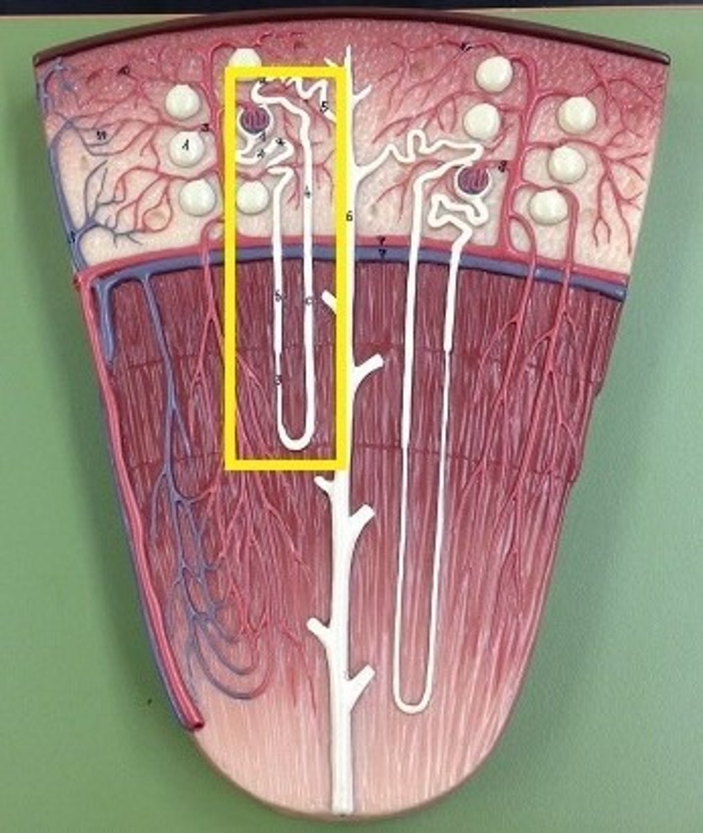 <p>Identify the structure.</p>