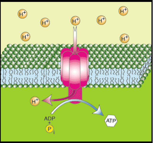 <p>the process of converting ADP to ATP by using the proton gradient to force protons (H+) through ATP synthase</p>