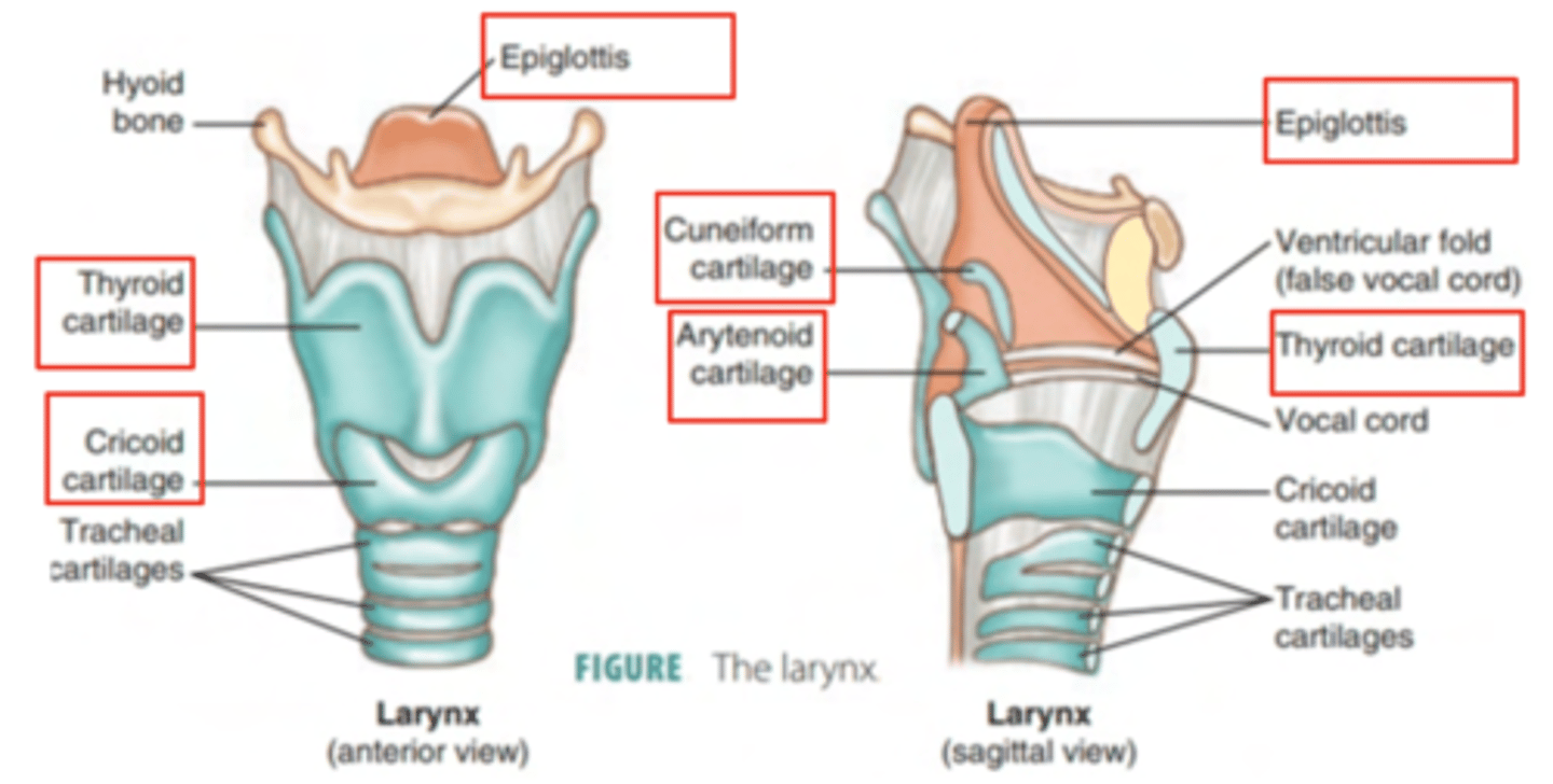 <p>Epiglottis: Acts as a valve, preventing food entry into the trachea.</p><p>Thyroid cartilage: Largest cartilage </p><p>Cricoid cartilage:</p><p>Arytenoid</p><p>Cuneiform</p>
