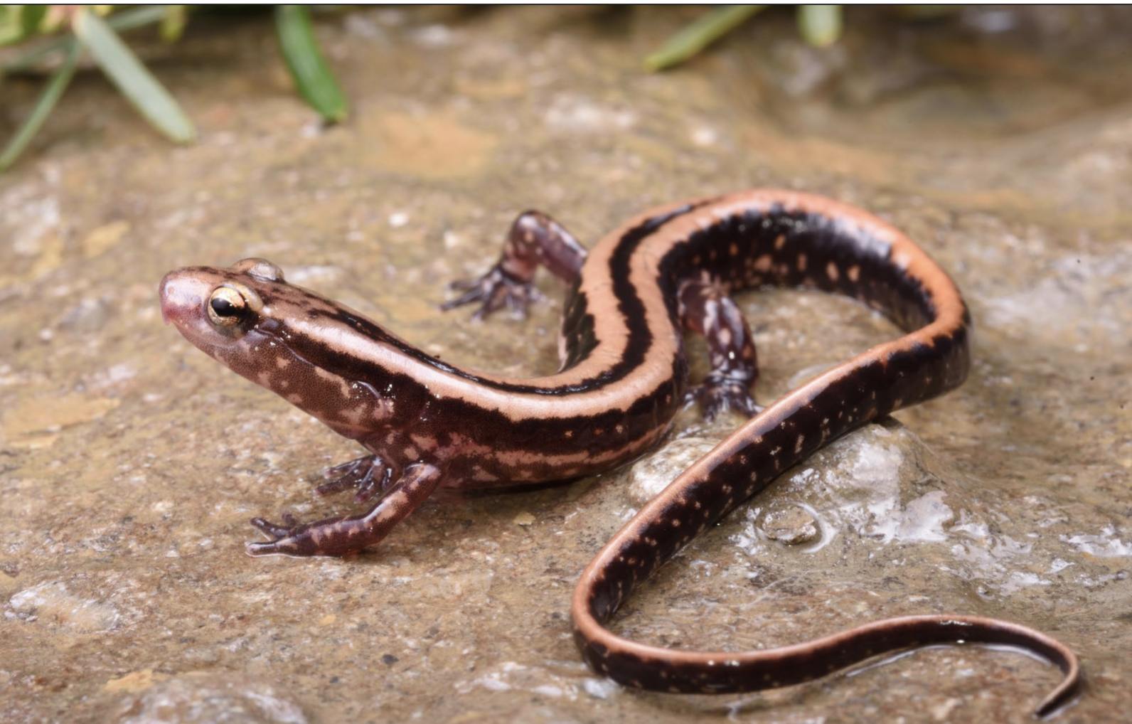 <p>Eurycea guttolineata</p>