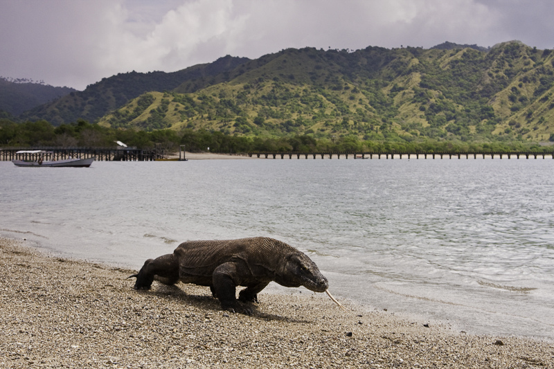 <p>habitat of komodo dragons— largest lizards on earth</p>