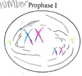 Each chromosome duplicates and remains closely associated. These are called sister chromatids.