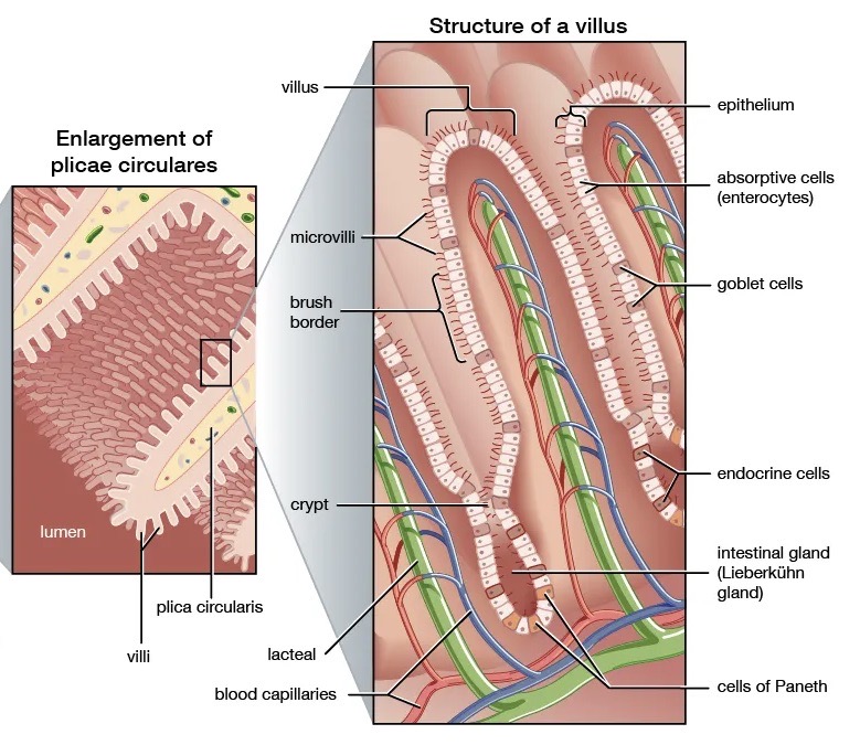 finger-like proteins that increase the surface area for digestion and absorption