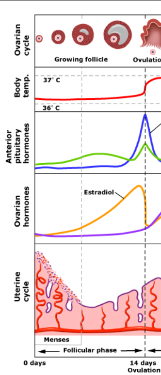 <p>Start</p><ul><li><p>FSH<strong> high</strong> as egg develops</p></li><li><p>LH low</p></li><li><p>preovulation/menstruation ovarian phase</p></li><li><p>Estrogen gradually <strong>increases</strong></p></li><li><p>Progestogen low</p></li><li><p>0-7 menses uterine phase</p></li></ul><p></p><p>End</p><ul><li><p>FSH decreases as egg is released</p></li><li><p>LH at <strong>all time high</strong> to induce ovulation</p></li><li><p>ovulation ovarian phase occurs</p></li><li><p>Estrogen at <strong>all time high</strong></p></li><li><p>Progestogen low</p></li><li><p>7-14 proliferative uterine phase</p></li></ul><p></p>